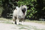 SPITZ LOUP 004